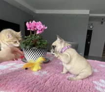 Francouzský buldoček