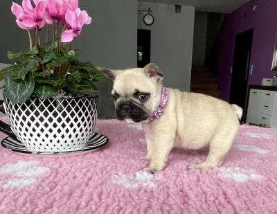 Francouzský buldoček