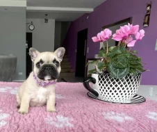 Francouzský buldoček