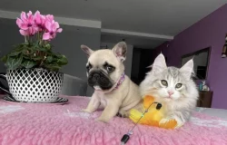 Francouzský buldoček