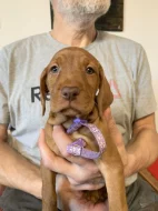 Maďarský ohař drátosrstý  – štěňata s PP