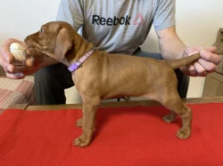 Maďarský ohař drátosrstý  – štěňata s PP