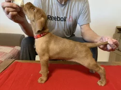 Maďarský ohař drátosrstý  – štěňata s PP