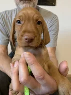 Maďarský ohař drátosrstý  – štěňata s PP