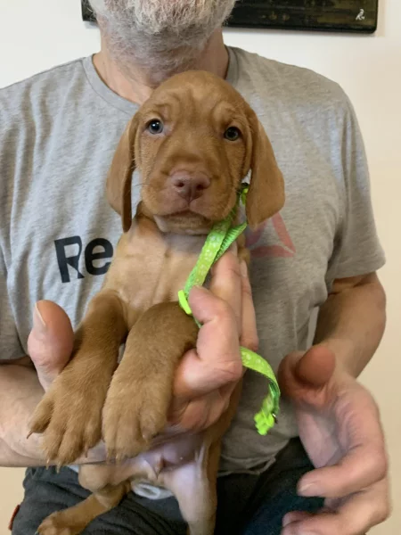 Maďarský ohař drátosrstý  – 2 pejsci s PP