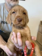 Maďarský ohař drátosrstý  – 2 pejsci s PP