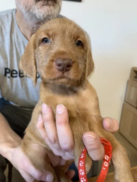 Maďarský ohař drátosrstý  – štěňata s PP