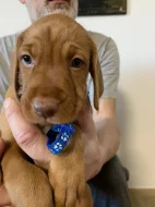 Maďarský ohař drátosrstý  – 2 pejsci s PP