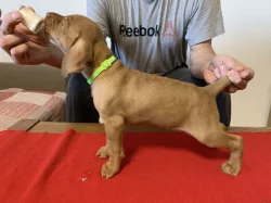 Maďarský ohař drátosrstý  – štěňata s PP