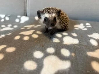 mláďata ježka bělobřichého s PP (2 samice, 2 samci)