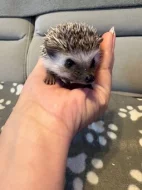 mláďata ježka bělobřichého s PP (2 samice, 2 samci)