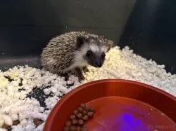 mláďata ježka bělobřichého s PP (2 samice, 2 samci)