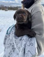 Labrador retriever s PP