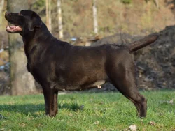 Labrador retriever s PP