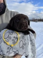 Labrador retriever s PP