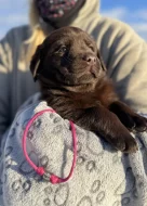 Labrador retriever s PP