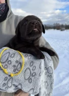 Labrador retriever s PP