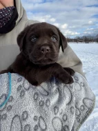 Labrador retriever s PP