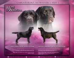 Labrador retriever s PP