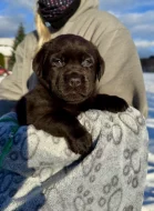 Labrador retriever s PP