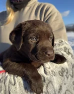 Labrador retriever s PP