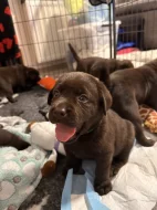 Labrador retriever s PP