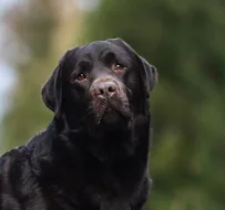 Labrador retriever s PP