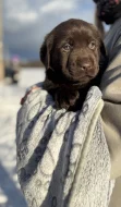 Labrador retriever s PP