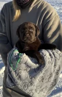 Labrador retriever s PP