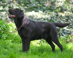 Labrador retriever s PP