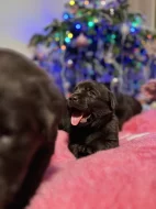 Labrador retriever s PP