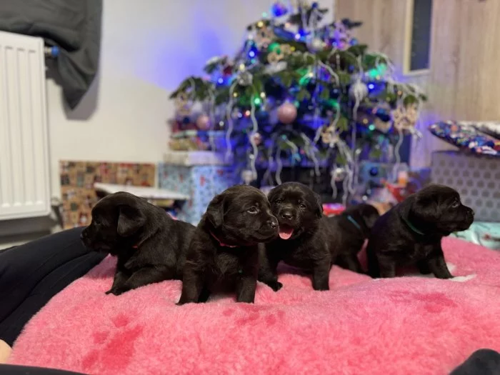 Labrador retriever s PP