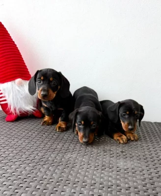 Jezevčík hladkosrstý trpasličí bez PP