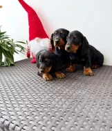 Jezevčík hladkosrstý trpasličí bez PP