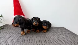 Jezevčík hladkosrstý trpasličí bez PP