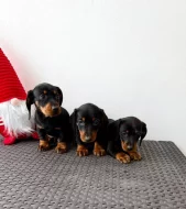 Jezevčík hladkosrstý trpasličí bez PP