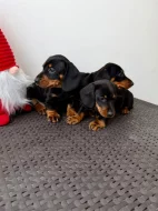 Jezevčík hladkosrstý trpasličí bez PP