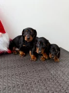 Jezevčík hladkosrstý trpasličí bez PP