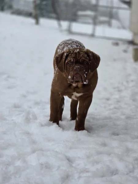 Bordeauxská doga s PP
