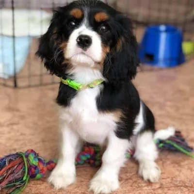 Kavalír King Charles španěl