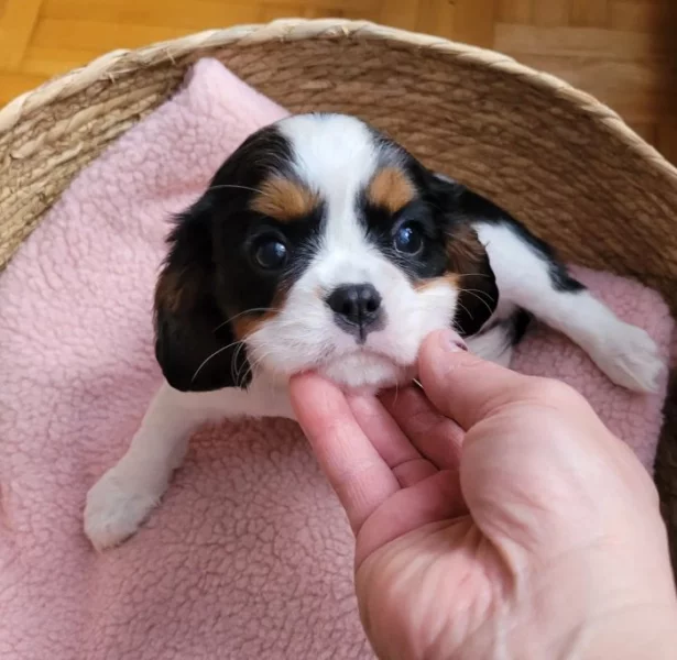 Kavalír King Charles Španěl