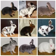 Speciální klubová výstava Rex klubu v Týništi nad Orlicí 10.1.26. od 7 do 12 hodin