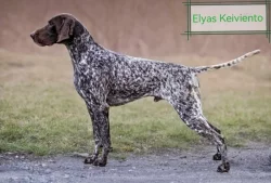 Německý ohař krátkosrstý - štěňata