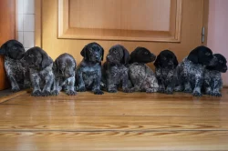 Německý ohař krátkosrstý - štěňata