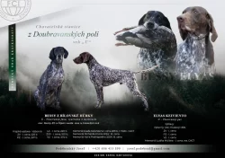 Německý ohař krátkosrstý - štěňata