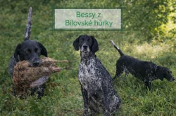 Německý ohař krátkosrstý - štěňata