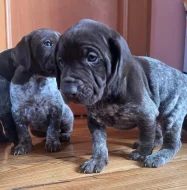 Německý ohař krátkosrstý - štěňata