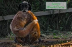 Německý ohař krátkosrstý - štěňata