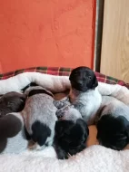 Německý ohař krátkosrstý - štěňata