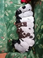 Německý ohař krátkosrstý - štěňata